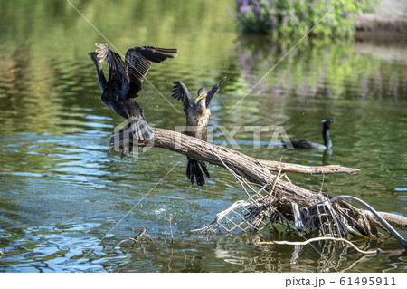 Cormorant portrait in lagoon 61495911
