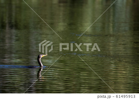 Cormorant portrait in lagoon 61495913