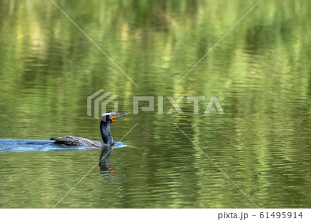 Cormorant portrait in lagoon 61495914