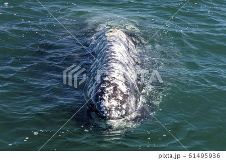 grey whale watching in baja california 61495936