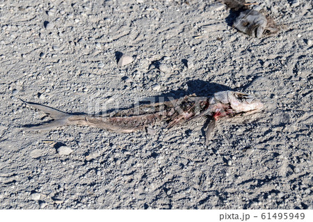 dead fish on the beach 61495949