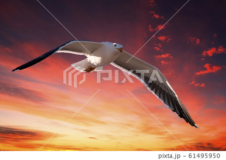 seagull flying in red sunset background 61495950