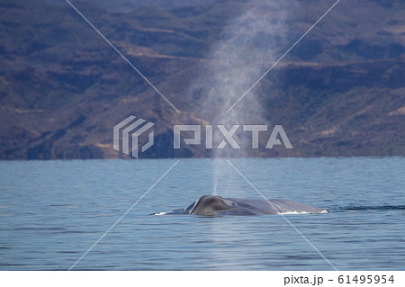 blue whale watching in baja california blue whale watching in baja california 61495954