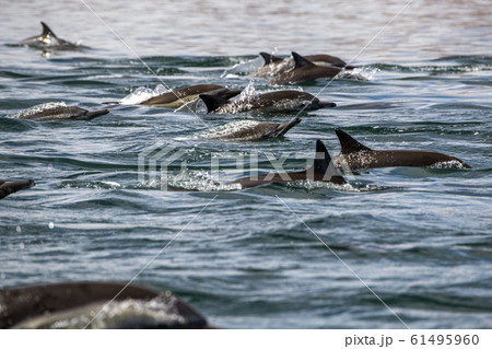 big pod of dolphins 61495960