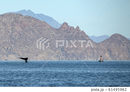 blue whale watching in baja california 61495962