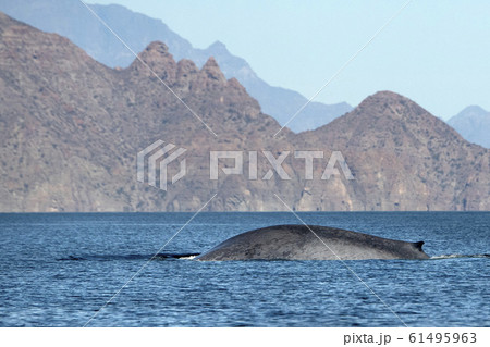 blue whale watching in baja california 61495963