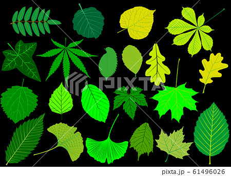 tree leaves green set, 61496026