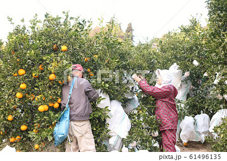 デコポン袋掛け 夫婦 ニーアップ デコポン袋掛け 夫婦 ニーアップ 61496135