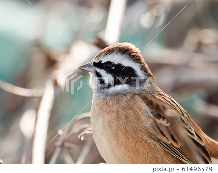 ホオジロ 61496579