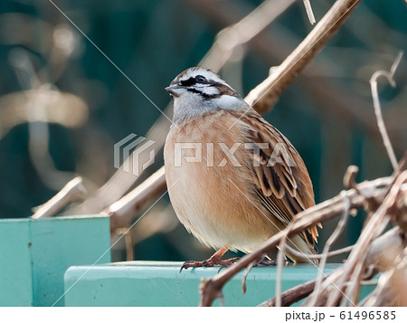 ホオジロ ホオジロ 61496585