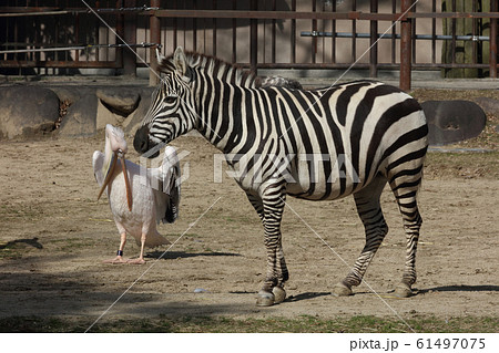 シマウマとペリカン シマウマとペリカン 61497075