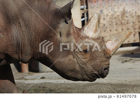 クロサイ 61497078