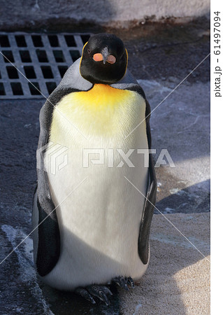 ペンギン 61497094