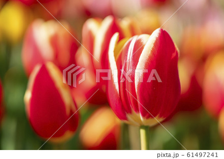 【神奈川県】江ノ島 アイスチューリップ 【神奈川県】江ノ島 アイスチューリップ 61497241