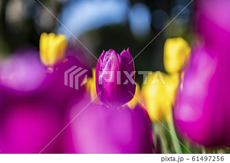 【神奈川県】江ノ島 アイスチューリップ 【神奈川県】江ノ島 アイスチューリップ 61497256