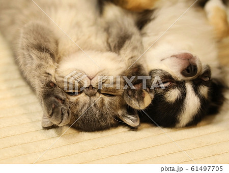 チワワとエキゾチックショートヘア チワワとエキゾチックショートヘア 61497705