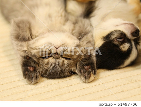 チワワとエキゾチックショートヘア チワワとエキゾチックショートヘア 61497706