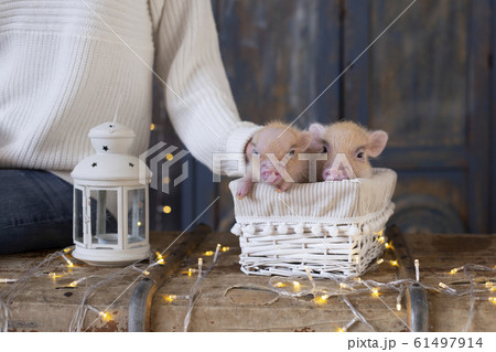 Woman's hand stroking two cute little pink pigs 61497914