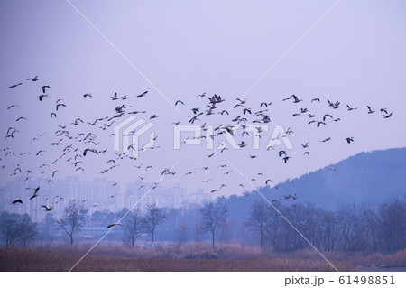自然 風景 韓国 61498851