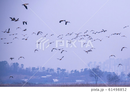 自然 風景 韓国 61498852