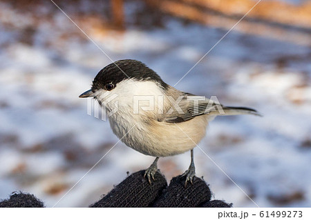 ハシブトガラ 61499273