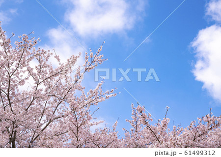 青空と桜 61499312