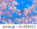 春の訪れ　桜とヒヨドリ 61499421