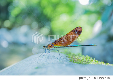 夏の渓流と色鮮やかなカワトンボ 61499710