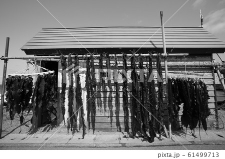 青森の漁師小屋に干された昆布 青森の漁師小屋に干された昆布 61499713