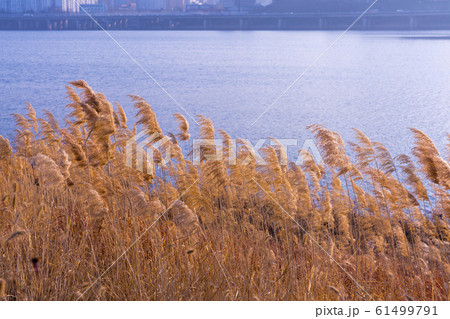 自然 風景 韓国 61499791