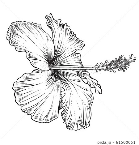hibiscus plant drawing