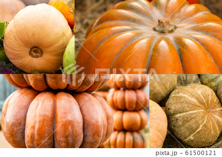 set composition pattern of orange pumpkins a lot 61500121