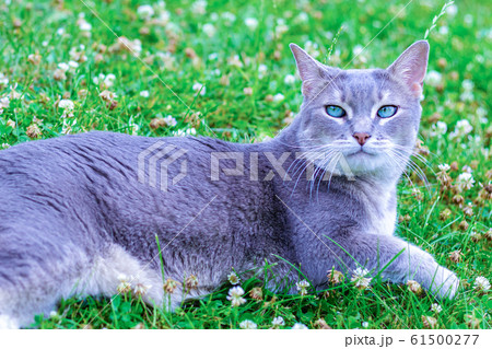 gray cat with bright green eyes lying on a green, gray cat with bright green eyes lying on a green, 61500277