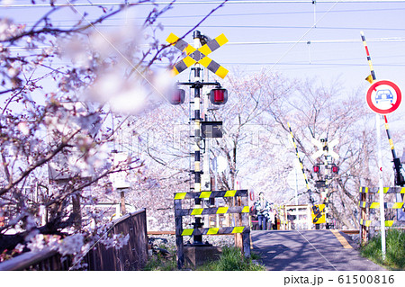 奈良県新大宮佐保川の桜並木と踏切の写真素材