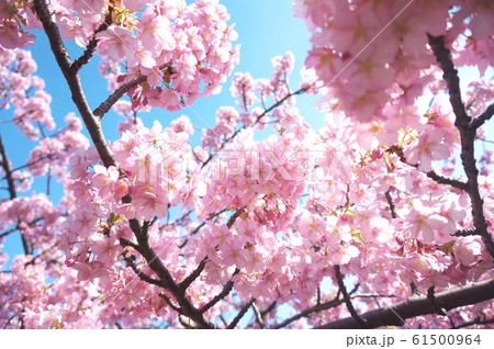 満開の桜 61500964