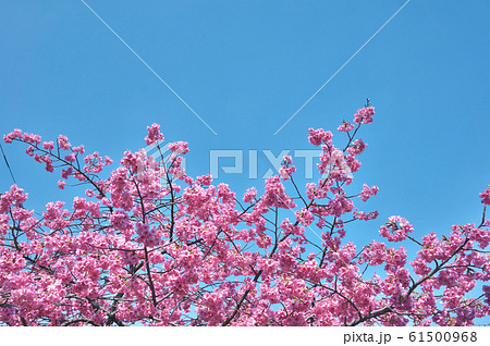 桜と青空 61500968