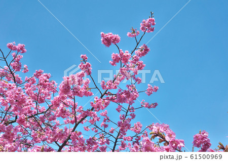 桜と青空 61500969