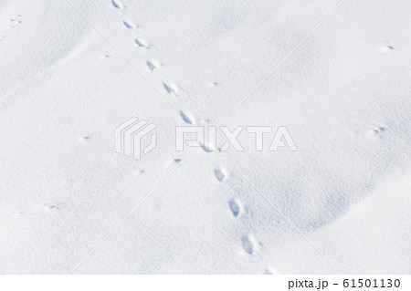 雪山の動物の足跡 61501130