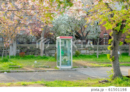 大阪府毛馬桜ノ宮公園の桜と電話ボックス 大阪府毛馬桜ノ宮公園の桜と電話ボックス 61501198
