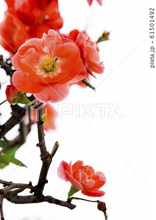 木瓜の花 カリン花 うめ 61501492