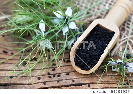 Black cumin (nigella sativa or kalonji) seeds in spoon on plants and flowers background Black cumin (nigella sativa or kalonji) seeds in spoon on plants and flowers background 61501937