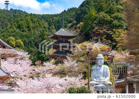 壷阪寺の桜 大釈迦如来石像 奈良県 壷阪寺の桜 大釈迦如来石像 奈良県 61502000