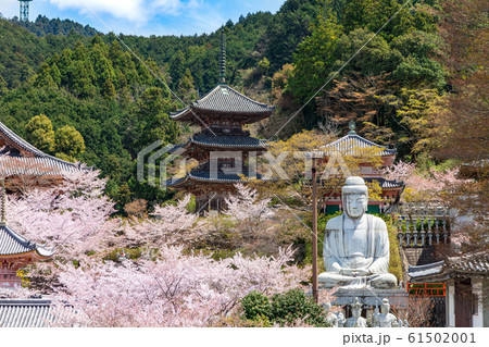 壷阪寺の桜 大釈迦如来石像 奈良県 壷阪寺の桜 大釈迦如来石像 奈良県 61502001