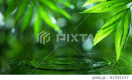 Palm leaves with water surface Palm leaves with water surface 61502247