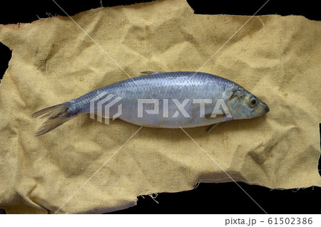 Herring baltic fish lies on burlap fabric Herring baltic fish lies on burlap fabric 61502386