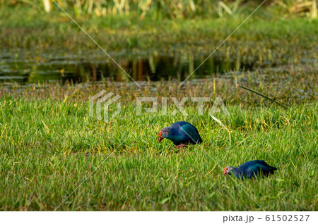 Western swamphen or Purple Moorhen or Porphyrio porphyrio in green grass background at keoladeo national park or bird sanctuary, bharatpur, rajasthan, india Western swamphen or Purple Moorhen or Porphyrio porphyrio in green grass background at keoladeo national park or bird sanctuary, bharatpur, rajasthan, india 61502527