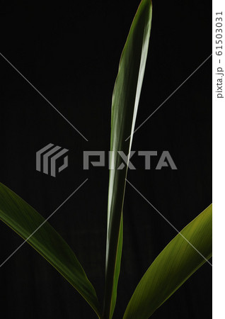 スタジオ撮影／月桃 61503031