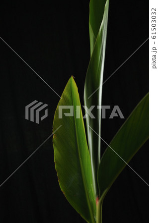 スタジオ撮影／月桃 61503032