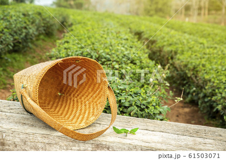 Tea picker bag on wooden table with fresh leaf on the bushes in tea plantations. 61503071