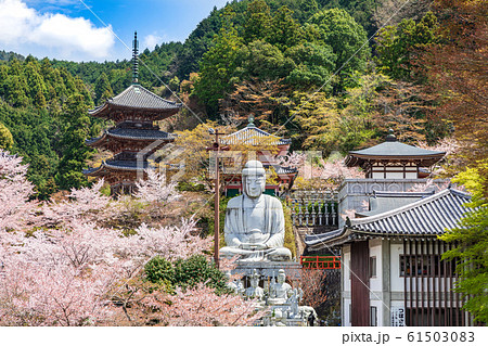 壷阪寺の桜 大釈迦如来石像  奈良県 61503083